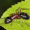 Красногрудый муравей-древоточец