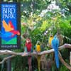 Птичий парк Jurong Bird Park