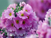 Грозди фиолетовых цветов