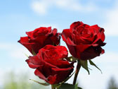 Обои - красные розы