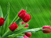 Тюльпаны под дождём