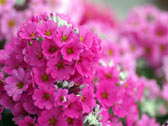 Грозди розовых цветов
