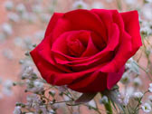 Красная роза среди белых цветов