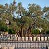 Оливковое дерево в Мировице