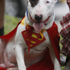 Собака-супермен