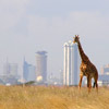 Национальный Парк Найроби