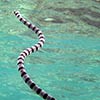 Морские змеи