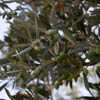 Ветки оливкового дерева
