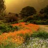 Ботанический сад Кирстенбош (Kirstenbosch)