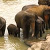 Приют для слонов