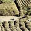 Тибет: Сельскохозяйственные работы