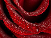 Красно-чёрный бутон розы