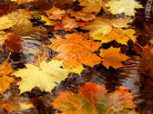 Листья в воде