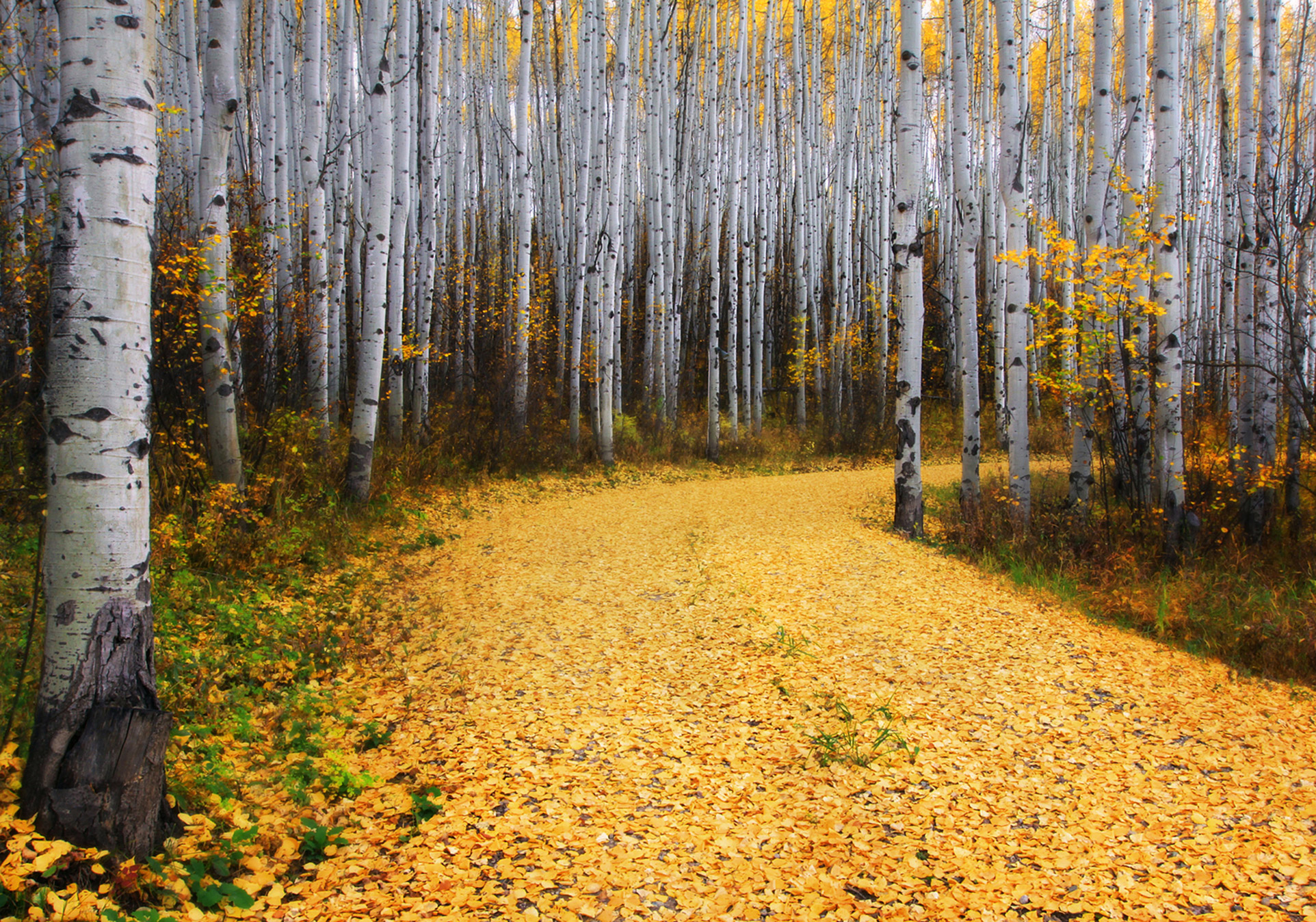 фото золотая осень в лесу