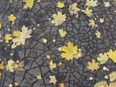 Листья на асфальте