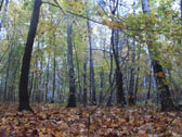 Парк усыпанный листвой