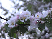 Яблоневое цветение