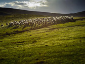 Группа овечек